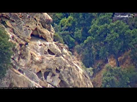 Condor Chick Scales Cliff Side, Returns to Nest Cavity! – Sept. 15, 2019