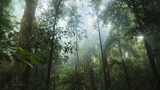 Download lagu 1 JAM Instrumen Gending Jawa Modern Dengan Iringan Hujan, Penenang Hati dan Pikiran mp3