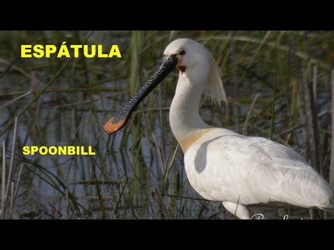 ESPÁTULA COMÚN | SPOONBILL | Platalea leu