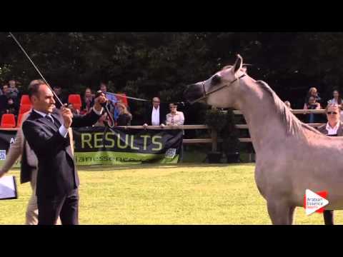 N.131 FOREVER DAVINCIO - Bruges 2015 International - Yearling Colts (Class 102B)