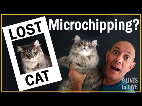 YouTube video about: Can you track a microchipped cat?