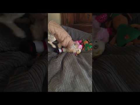 Dog treats her toys like a litter of puppies (false pregnancy symptoms, phantom pregnancy)