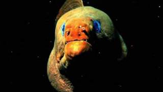 Toshiyuki Honda & Burning Waves - Shakin' Funk