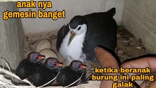 Download lagu Begini jadinya_Anaknya kok mandar batu🤣 mp3 Download lagu Begini jadinya_Anaknya kok mandar batu🤣 mp3