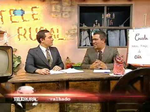 Telerural- criada nova raça de cães