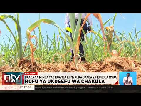 Wakulima wa mahindi kutoka Bonde la Ufa wahofia hasara kubwa baada ya mimea yao kuanza kunyauka