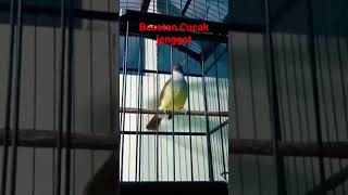 Download lagu pancingan cucak jenggot jawa ombyokan‼ #kicaumania #cucakjenggot #masteranburung #masteran #kicau mp3