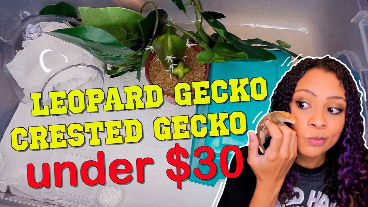 Dollar Store Gecko Setups