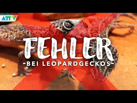 🦎 FEHLER bei den Leopardgeckos vermeiden oder ausbügeln | GECKOTAGEBUCH