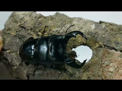 Strong teeth Stag beetle Dorcus bucephalus (origin:E.Java, Indonesia)