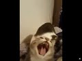 This Cat Bites The Other Cat And Screams Shortvideo