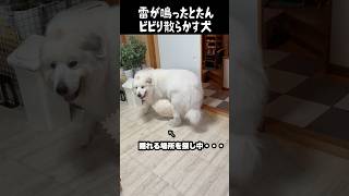 雷が怖すぎて穴掘ろうとする愛犬　#greatpyrenees #犬のいる生活 #大型犬のいる生活 #大型犬と暮らす #大型犬 #グレートピレニーズ #癒し #愛犬 #ゴールデンレトリバー