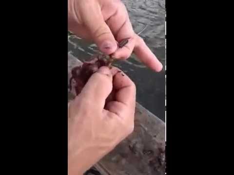 How to catch BIG CATFISH with red worms