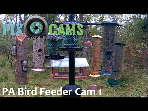 PA Bird Feeder Cam, Murrysville