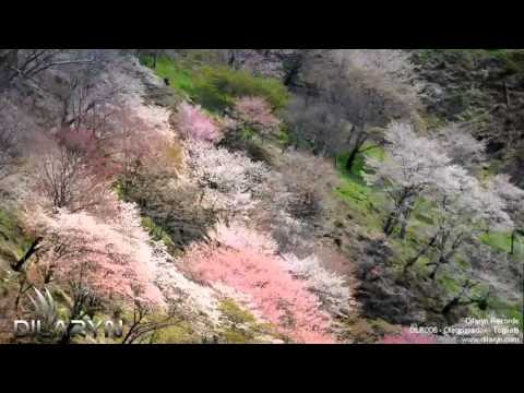 DLR006  Olegparadox - Togliatti