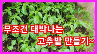 무조건 대박나는 고추밭 만들기~참외밭,수박밭,오이밭 및 텃밭 만들기 밑거름 귀농귀촌,주말농장 고추농사 잘짓는…