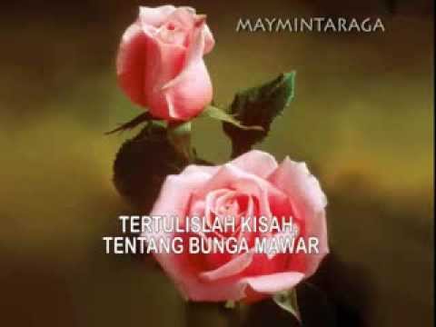 download lagu mp3 mp4 Mawar Berduri Lirik, download lagu Mawar Berduri Lirik gratis, unduh video klip Mawar Berduri Lirik