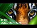 Wild Indonesia The Heart Of The Wildest Islands Full Series Free Documentary Nature