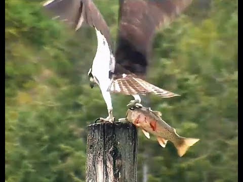 Hellgate ospreys MT  5 8 19 306pm Iris goes fishing seen eating a  Whale fish at owl pole