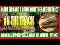 Giant Eels in the Lake District; The return of Wally the Walrus; Ivory
Billed Woodpecker (OTT#137)