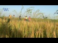 करुआ तेल रितेश पांडे 2014 भोजपुरी हॉट सा�