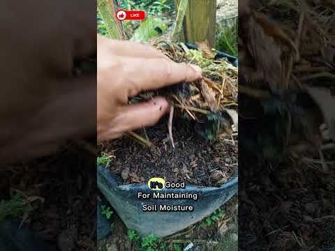 mulch from organic waste🧑‍🌾 #gardeningtips #tomatoesplants