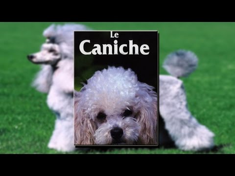 , title : 'Le Caniche - Film documentaire'