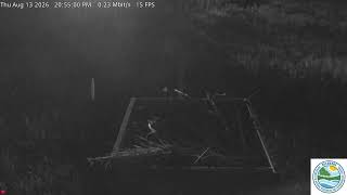 Mispillion Harbor Osprey Camera
