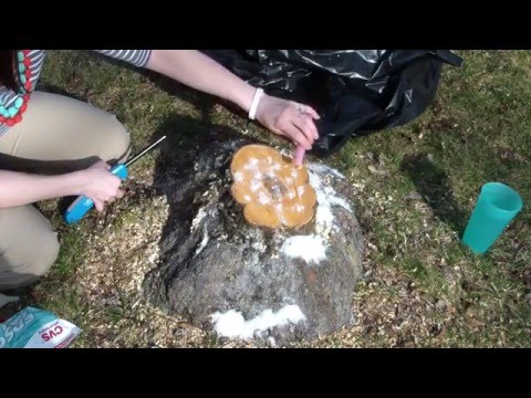 How to remove a tree stump! Part I!