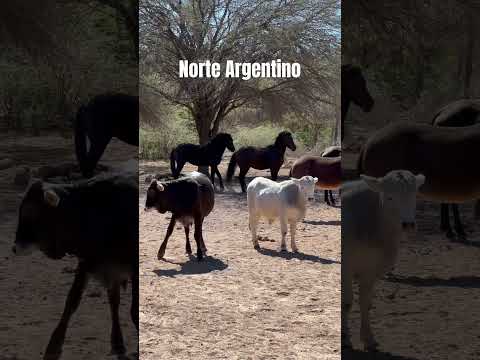 📍Monte Quemado, Santiago del Estero