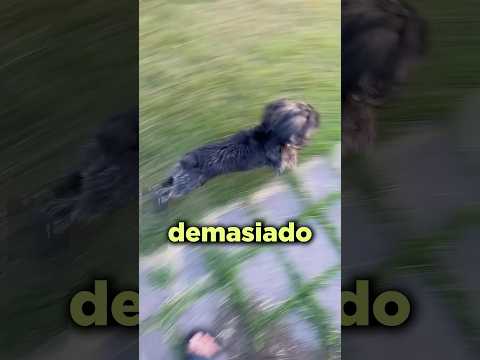 Su Perro Reveló un Fallo en la Matrix!