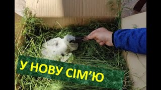 Знаменитый украинский аист Грицик избавился от своего птенца (видео)