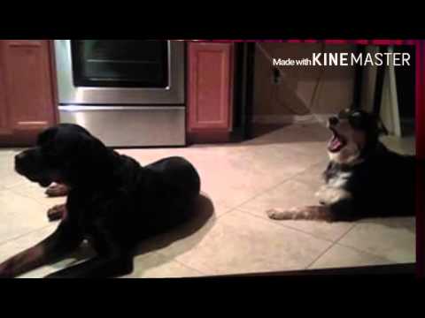 Samson with lots of other dogs