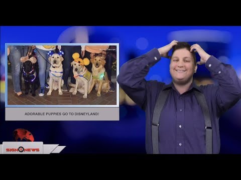 Adorable puppies go to Disneyland! (ASL - 4.4.18)