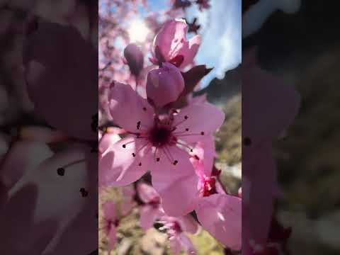 Así se vive la Cascada La Fragua en primavera | Manzano Amargo
