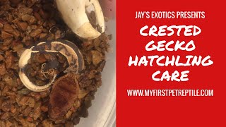 Crested Gecko Hatchling Care