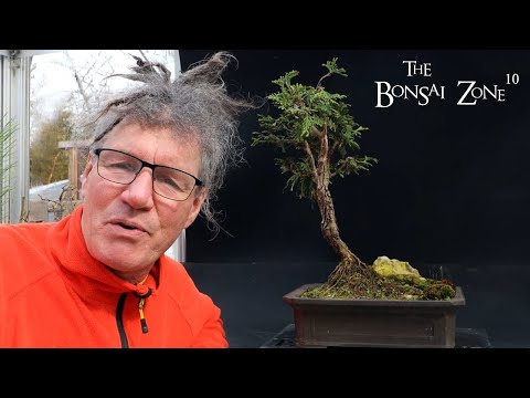 Repotting My Little Cedar Spirit Tree, The Bonsai Zone, March 2023
