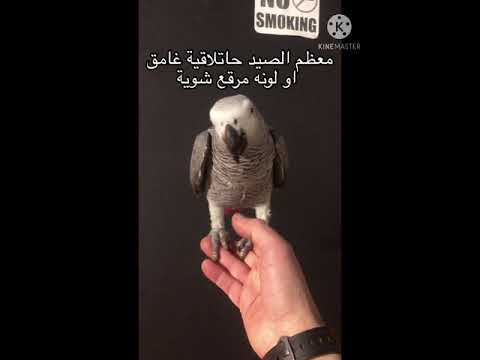 معلومات هامة لمحبي ببغاء الكاسكو "الزنجباري"Hany Nagy wanna know more about African grey parrot ?