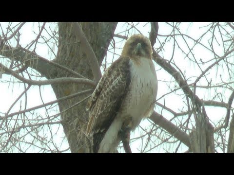Hawk is back hunting rabbit.