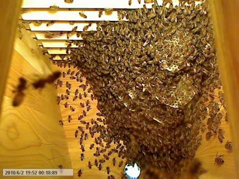 Life inside the beehive part 6 / Livet i bikupan del 6