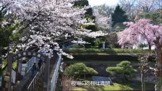 preview picture of video '二宮町　吾妻山公園の桜'