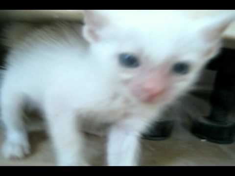 Our New Kide Kona! He's popping in and out from under the cabinet..