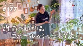 【2年ぶり植替え】見切り品エバーフレッシュのその後🌿（Vlog/177）