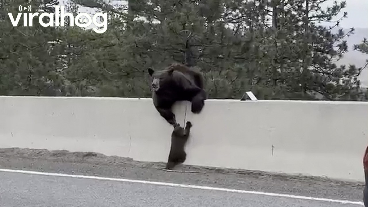 Distressed Mama Bear Rescues Cub in Tahoe || ViralHog