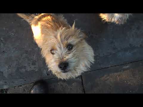 КАРТАВЫЙ ВЛОГ