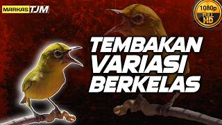 Download lagu 🔴 LIVE Masteran Pleci Tembakan Variasi Berkelas Lomba PCMI !!! mp3
