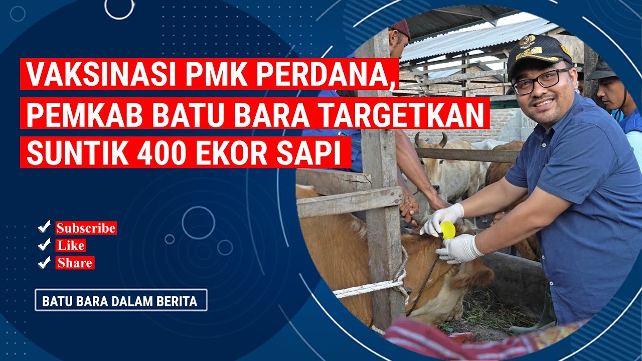 VAKSINASI PMK PERDANA, PEMKAB BATU BARA TARGETKAN SUNTIK 400 EKOR SAPI