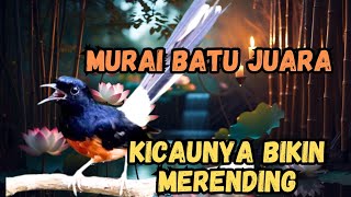 Download lagu Golden Chirp! National Champion Murai Batu Performs Stunningly mp3