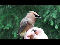 BirdBytes - Cedar Waxwings, the Ultimate Berry Munchers