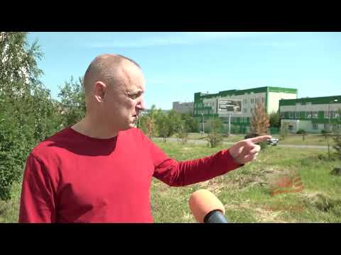Почему засохли и что будут делать, чтобы восстановить кустарники сосны на Рябикова, 1 в Братске?